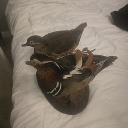 Ducks 