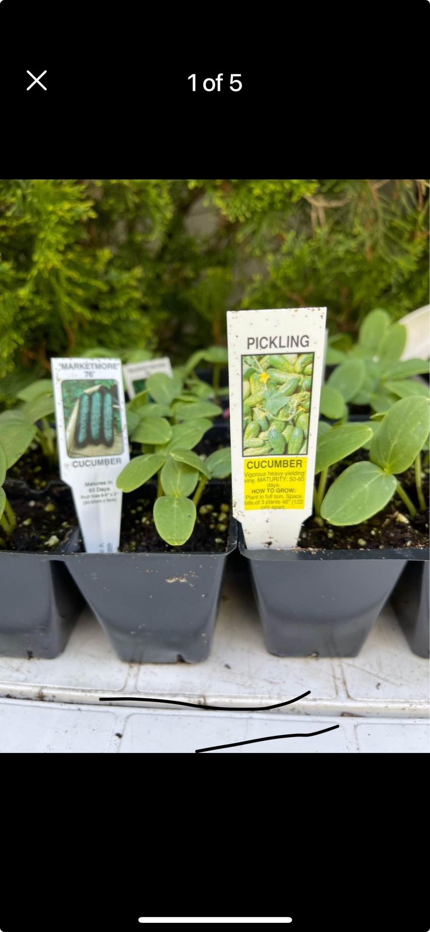 Cucumber plant / plants. Yes they are avialable. Please read the add.