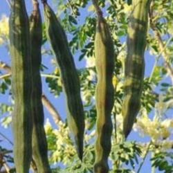 Moringa Seeds Pods 