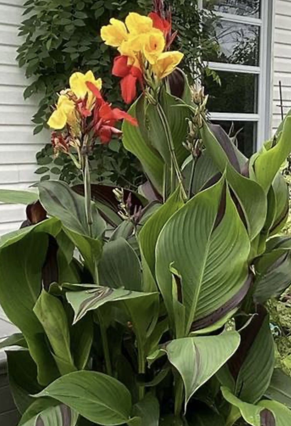 Canna Cleopatra