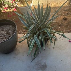 Plant For Sale