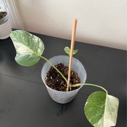 Half Moon Rare Variegated Monstera (Albo/Albino)