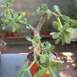 Succulent Plant/planta Jade 