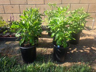 Orange thai pepper plant