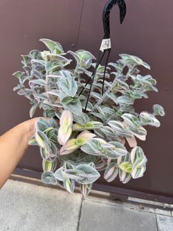 6” tradescantia sillamontana variegated