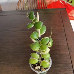 Hoya Incurlvula Albo