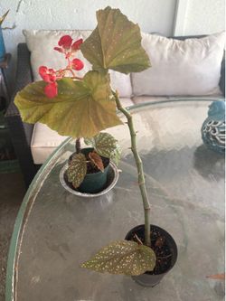 Angel wing begonia