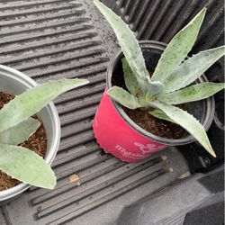 Planta De Maguey