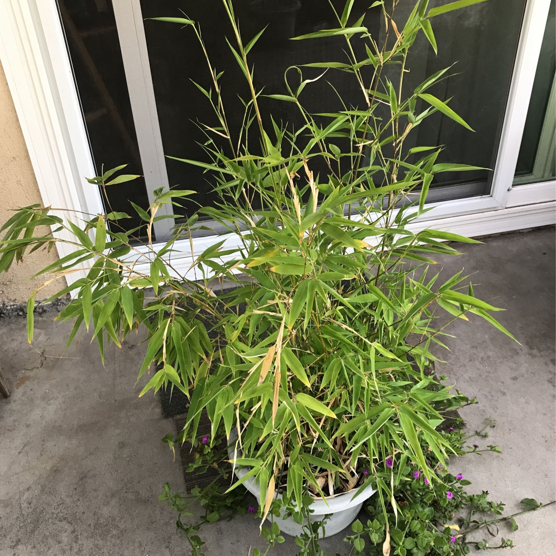 •. Golden Bamboo potted plant. 5 feet high…