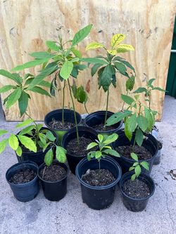 Avocado Trees