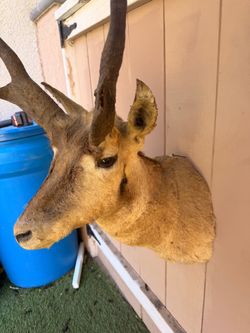 Taxidermy/Antelope