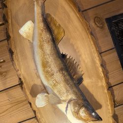 Walleye Fish Mount 