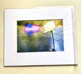 Photograph - white rose
