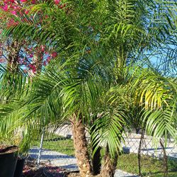 Triple Robellini Palm 🌴🌴 25gl $150