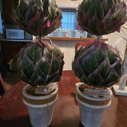 Topiary Plants