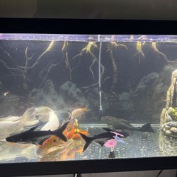 Fish Aquarium 75 Inch