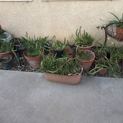 Succulents Plants