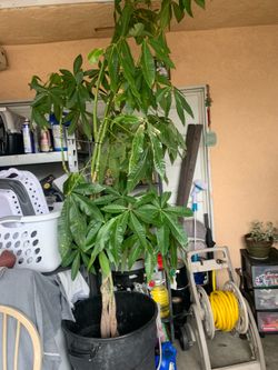 Money tree