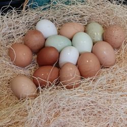 Farm Fresh Eggs