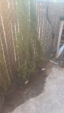 Trees ( pinos)