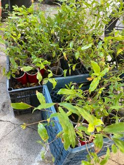 2-Year-Old Pomegranate Tree – Healthy & Established