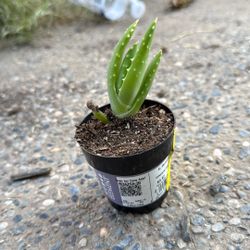Aloe Vera Pup 