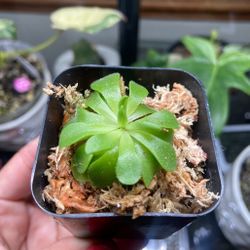 Ping Mexican Butterwort House Plant 