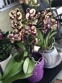 Flores y cremas para el día de la madre
