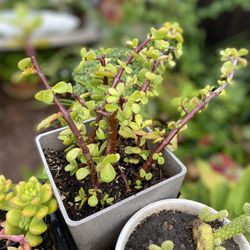 Elephant Bush Succulent 