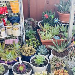 Cute Ceramic Pot With Succulents And Cactus