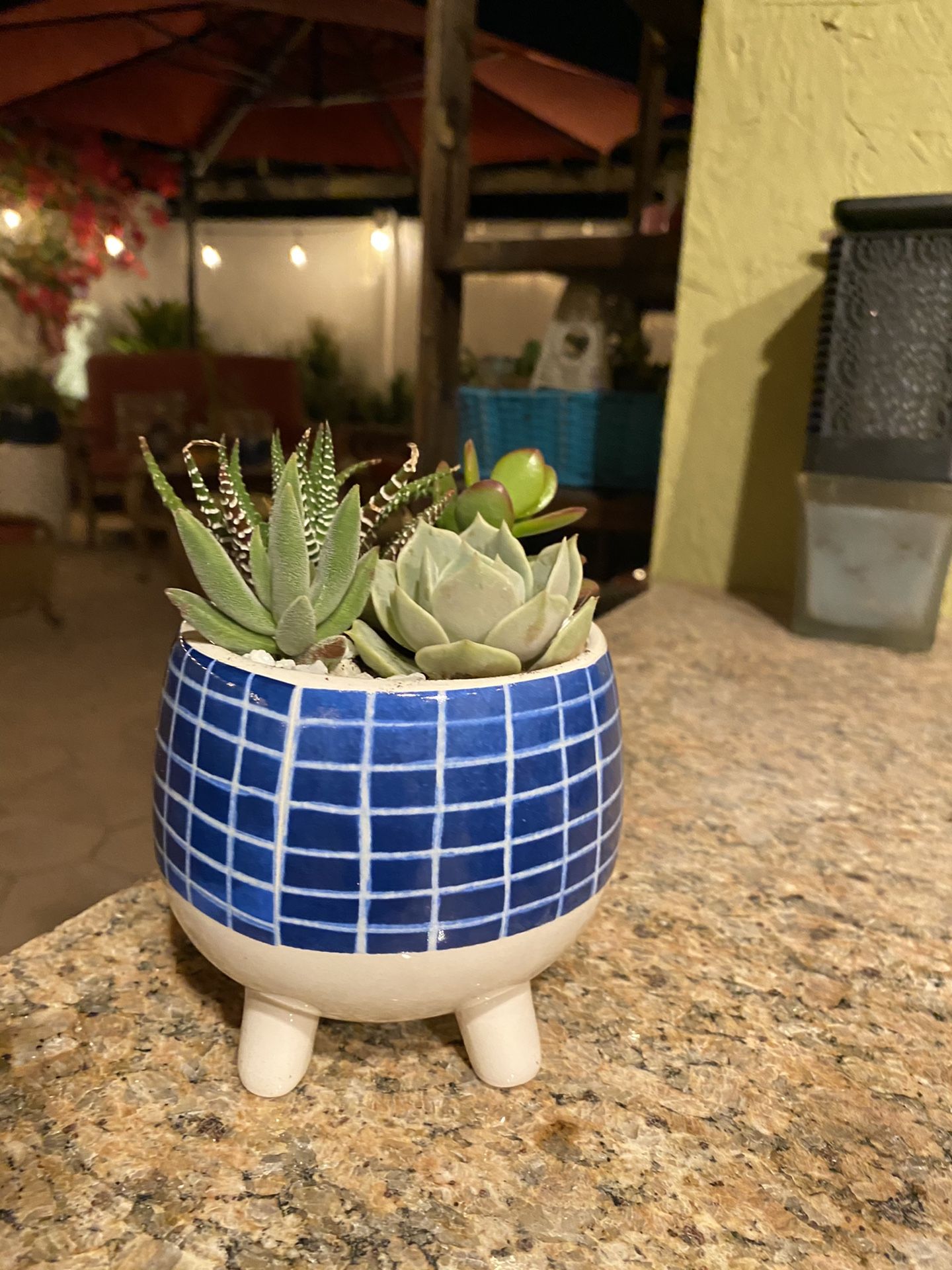 Succulent small blue and white pot