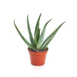 Aloe Vera 12in 14oz Plant In Pot