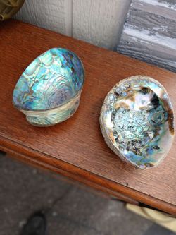 Abalone Shells