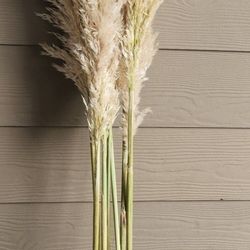 New  Real 7pc Pampas Grass 