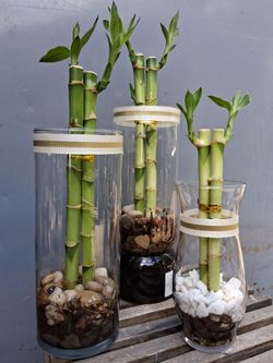 Bamboo Decor 