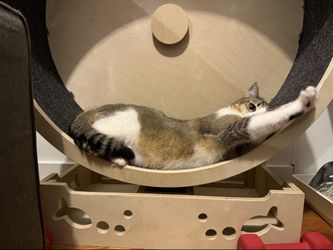 Large Wooden Cat Exercise Wheel — Running Treadmill Wheel for Cats