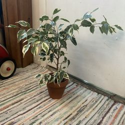 Ficus Benjamina Variegata With Terracotta Pot 
