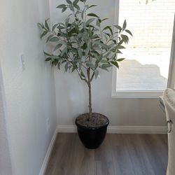 Olive Plant 
