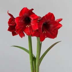 Amarilos Bulbs Fresh From The Garden 
