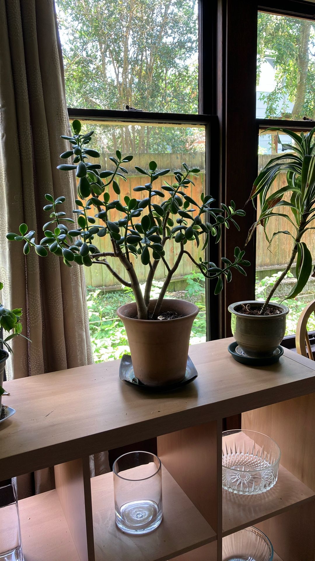 Jade Plant In Terracotta Pot