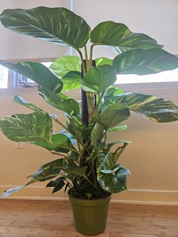 POLED GIANT / BIG leaf Hawaiian Golden Pothos Live  Massive Indoor Plant with Support and Well Rooted