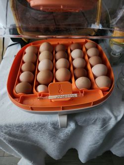 Eggs For Sale