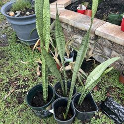 Snake Plant/ Mother in Law Tongue