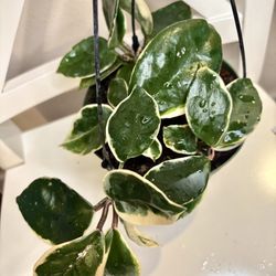 Hoya Snow Ball In Hanging  Pot