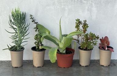 5 Potted Succulents lot - Senecio Fingers Jade Agave Flapjack 