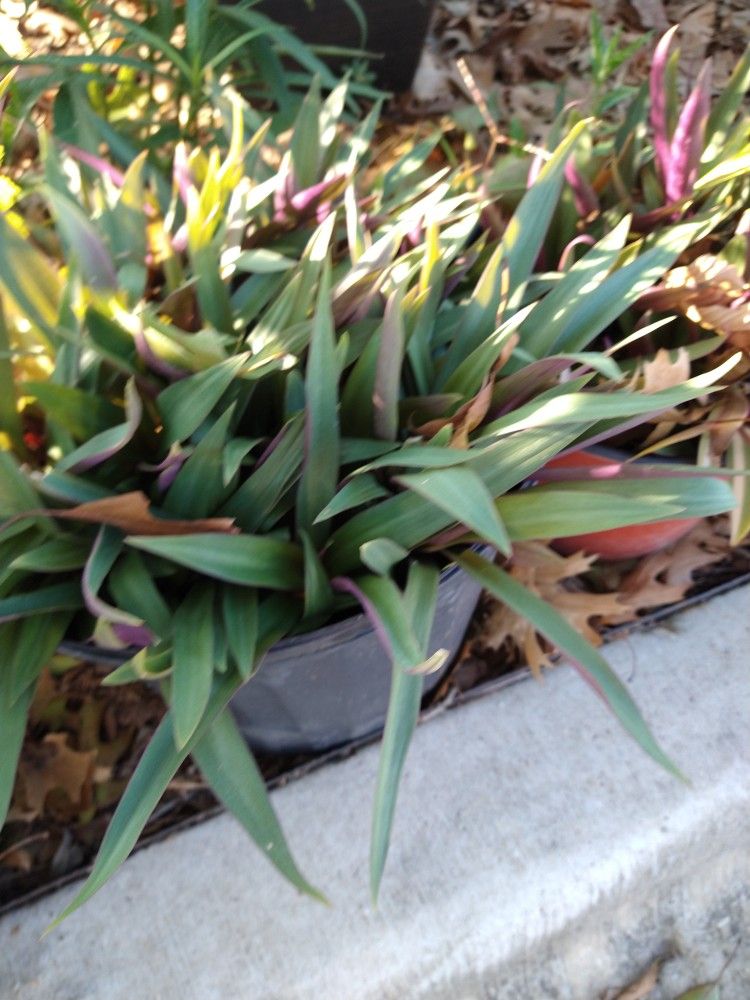 Maguey Morado