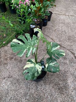 Monstera Thai constellation plant