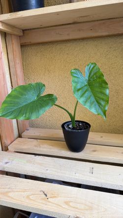 Alocasia Odora Variegated — Reverted