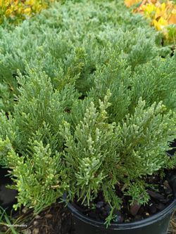 Juniper privacy hedge plants 3gl