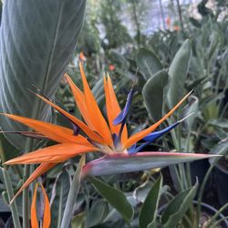 Dwarf Bird Of Paradise 